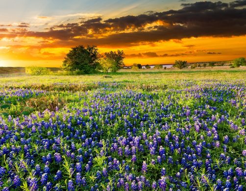 service areas cedar park texas